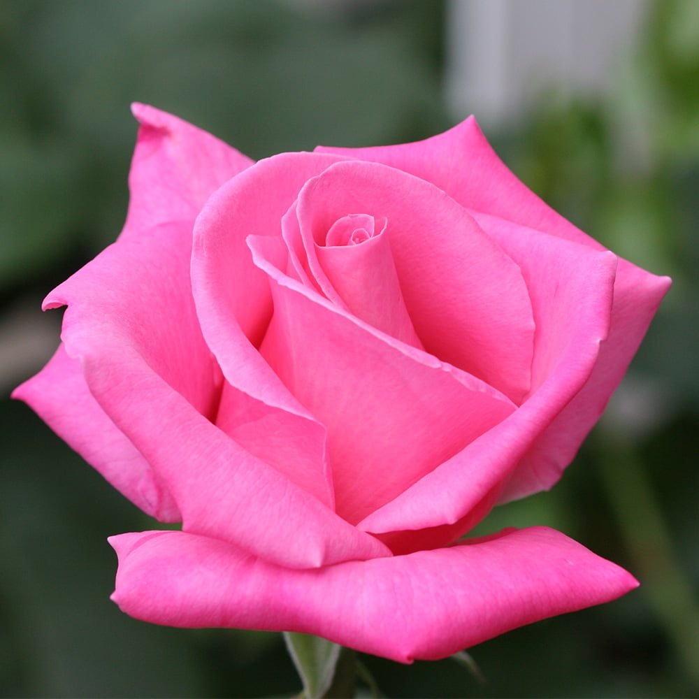 Perfume Delight Hybrid Tea Rose