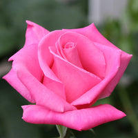 Perfume Delight Hybrid Tea Rose