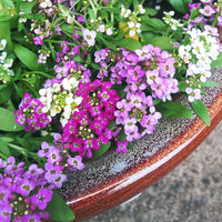 Heirloom Non-GMO Mixed Lobularia Flower Seeds for Fragrant and Colorful Garden Ground Cover Planting