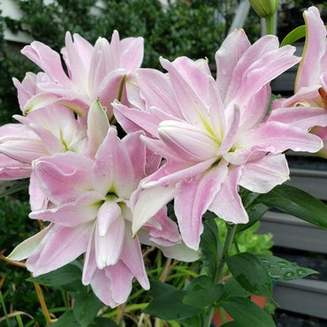 Lotus Elegance Lily Seeds