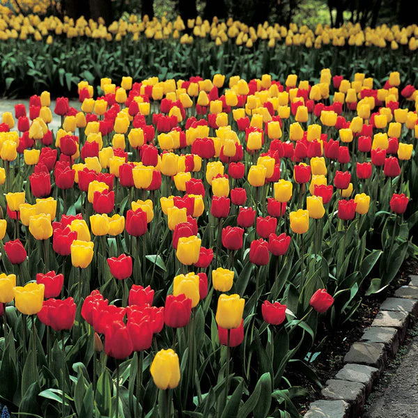 Long-Stemmed Perennial Tulip Duet Super Sak Seeds