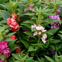 Impatiens- Camellia Flowered Mix (Balsam)