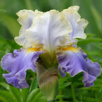 Gilt Edged Bond Bearded Iris