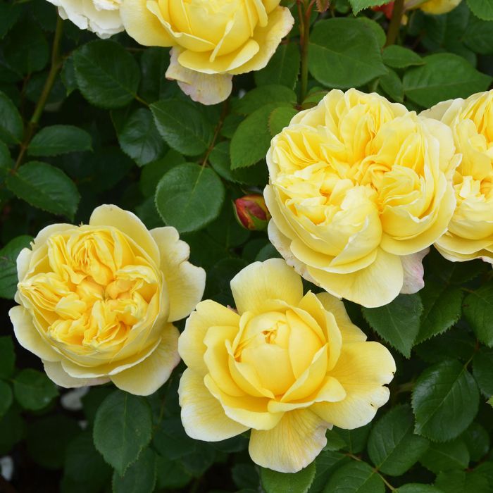 Rose- Charles Darwin