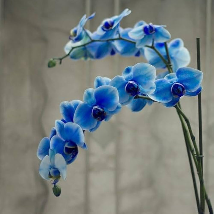 Organic Deep Blue Phalaenopsis Orchid Seeds for Planting – Heirloom, Non-GMO Seeds