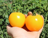 Lemon Boy Plus – Yellow Beefsteak Tomato Seeds