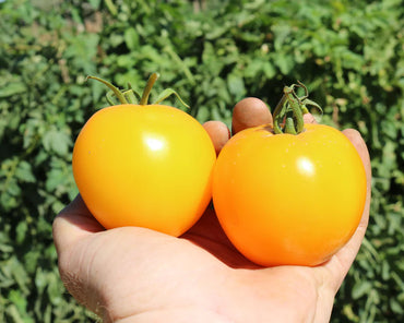 Lemon Boy Plus – Yellow Beefsteak Tomato Seeds