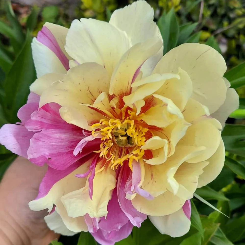 Lemon Dream Itoh Peony