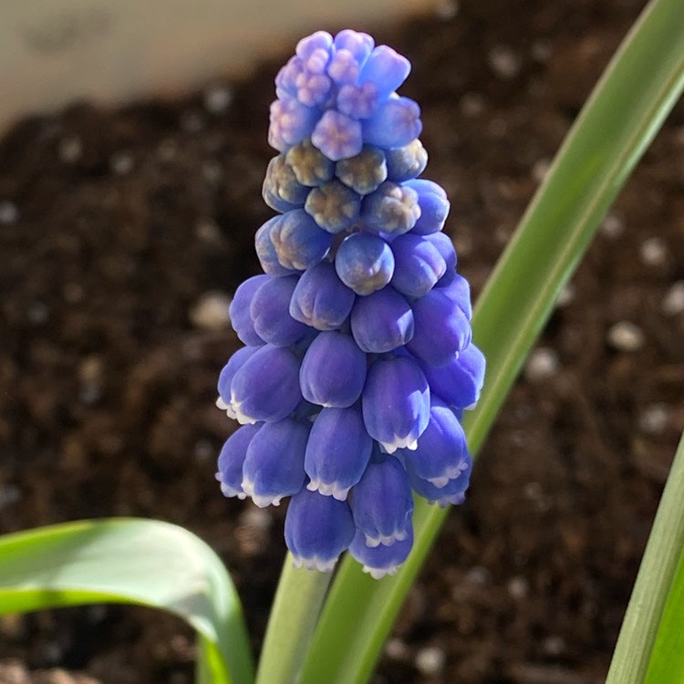 Muscari- Heavenly Blue