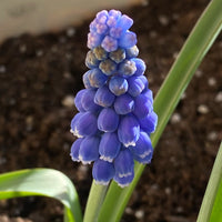 Muscari- Heavenly Blue