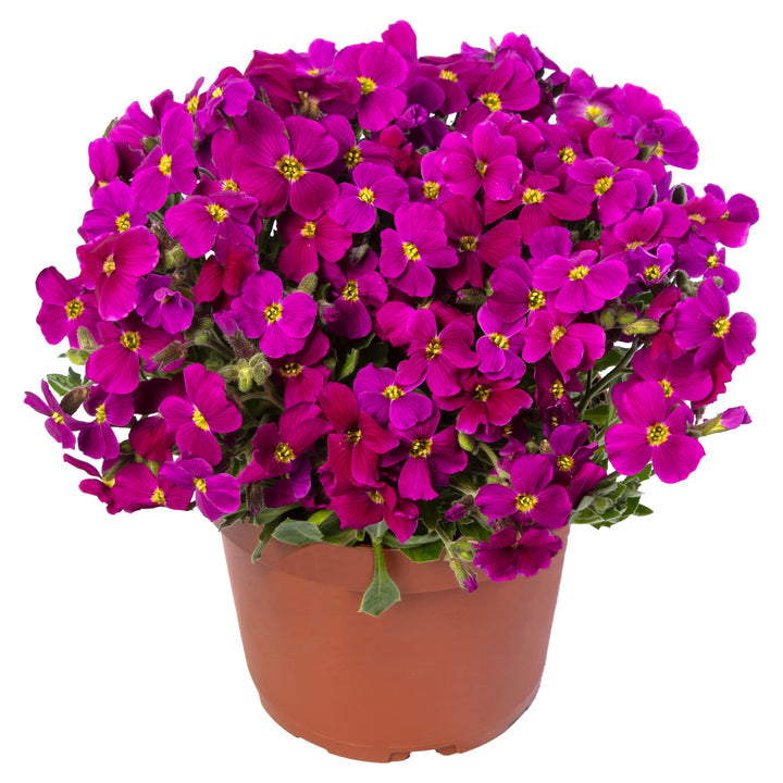 Aubretia Lila Flower Seeds – Heirloom, Non-GMO, Colorful Ground Cover Blooms for Garden Planting