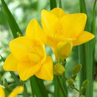 Organic Heirloom Yellow Freesias Flower Seeds – Non-GMO Fragrant Seeds for Planting