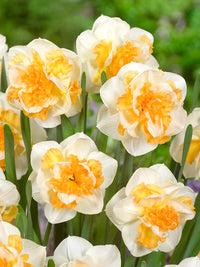 Peach Prince Daffodil Seeds