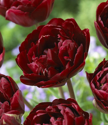 Ruby Velvet Tulip Seeds