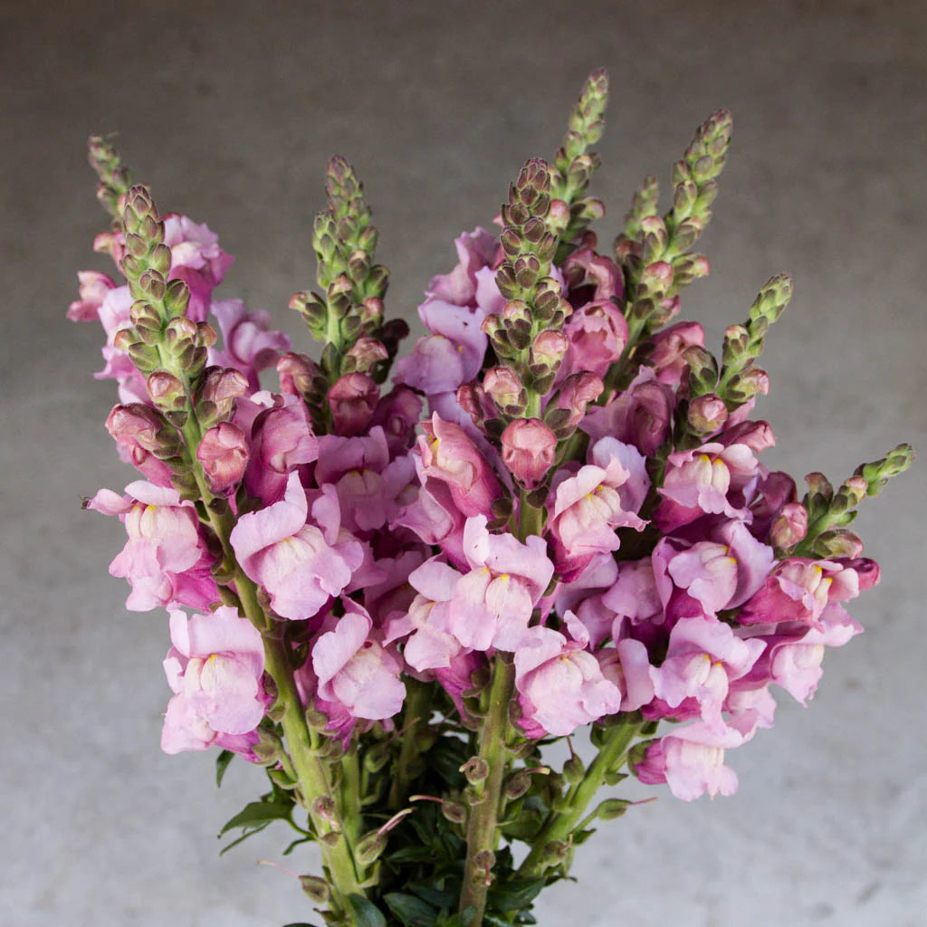 Costa Summer Lavender III – Snapdragon Seed