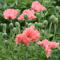 Pink Ruffles Oriental Poppy