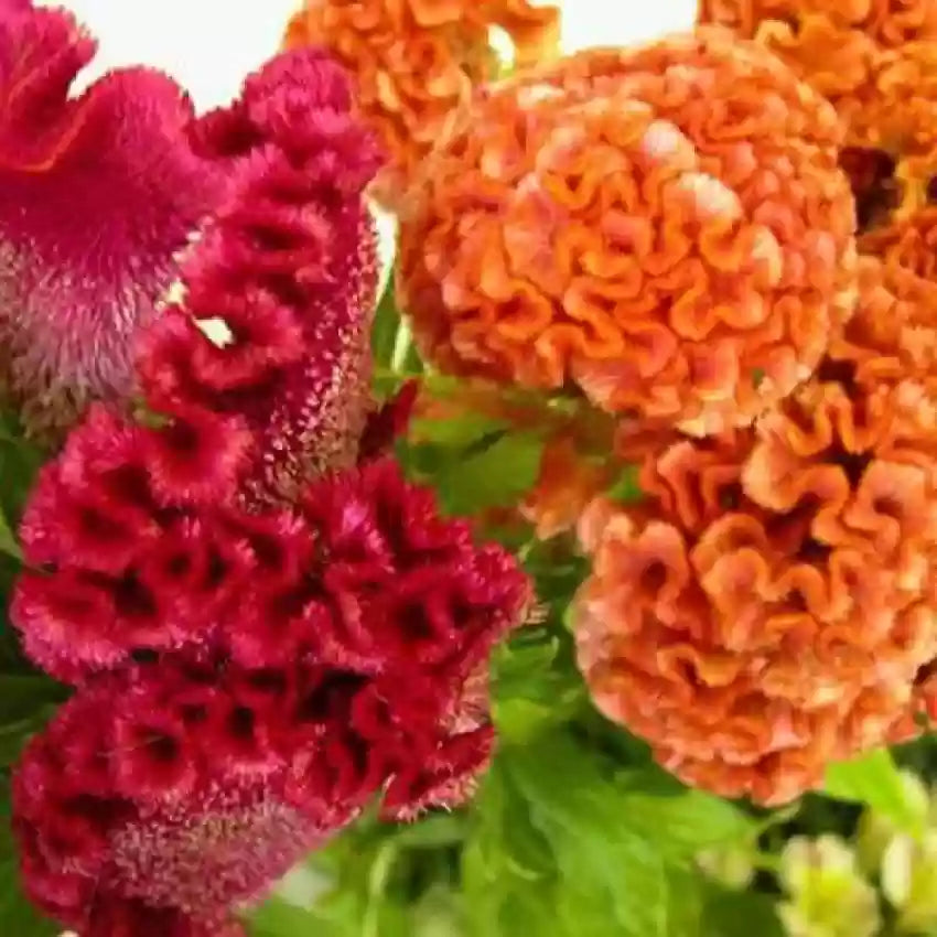 Celosia Cockscomb Dwarf Cristata Mixed Color Flower Seeds