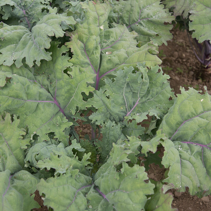 Red Russian – Organic Kale Seed