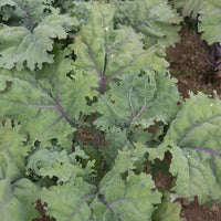 Red Russian – Organic Kale Seed