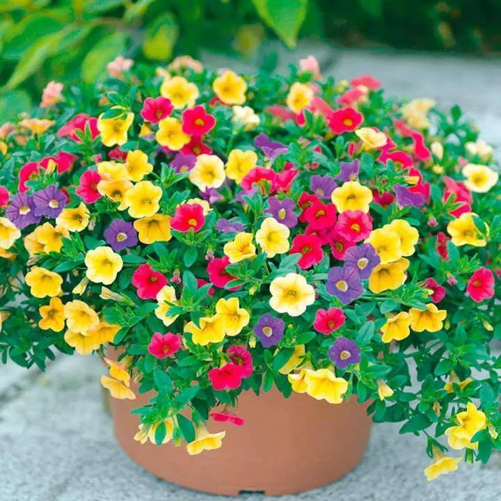 Calibrachoa Paradise Island Seeds