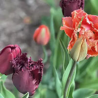 Cranberry-Apple Crunch Tulip Mixture Seeds