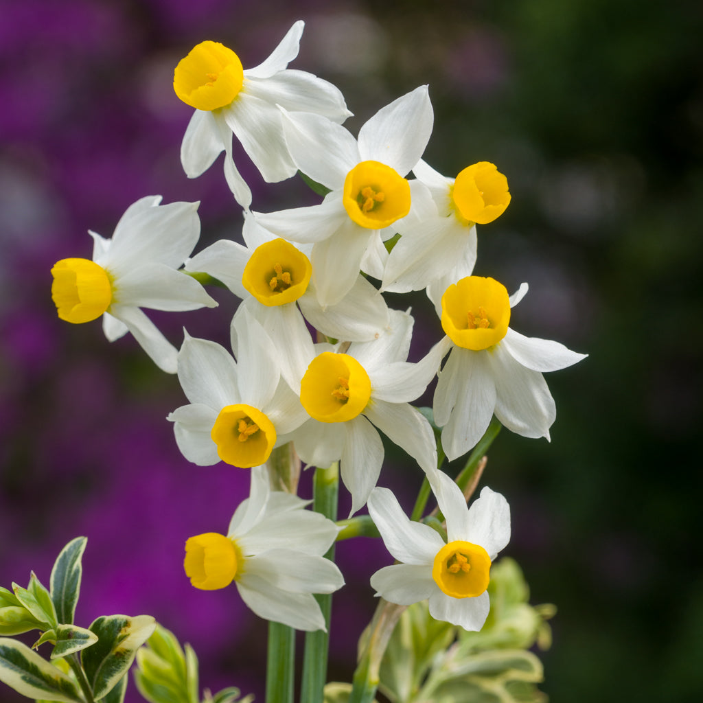 Canaliculatus Daffodil Seeds