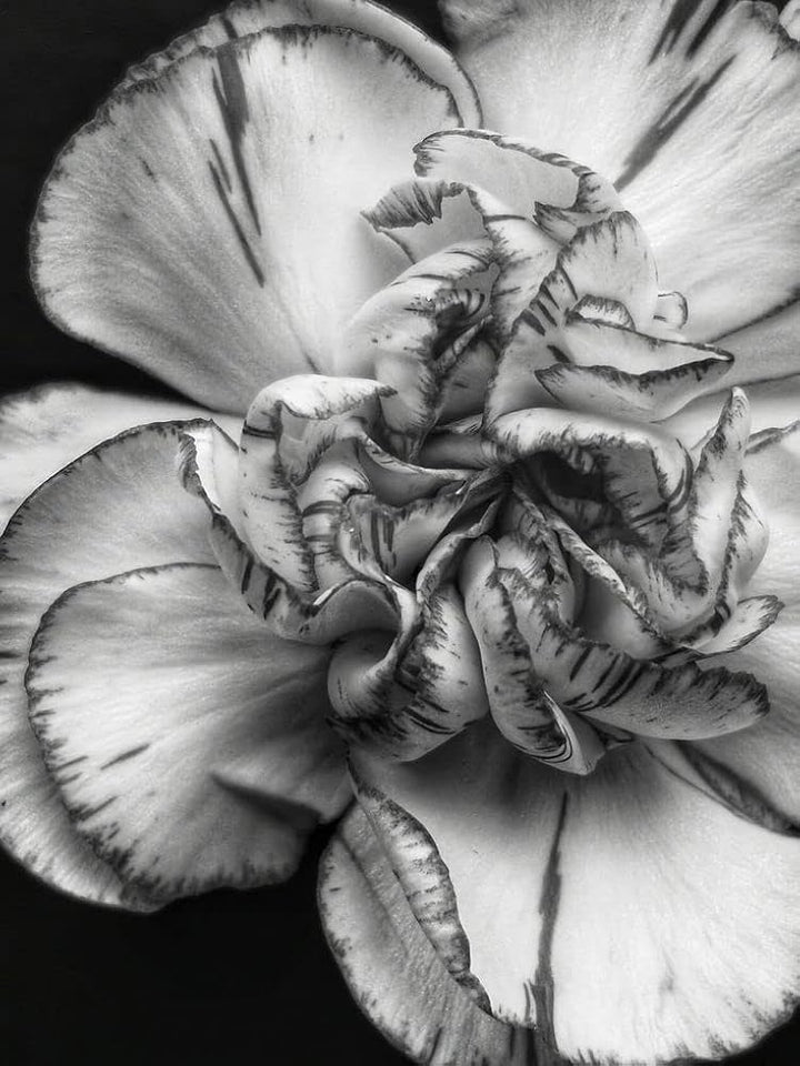 Organic Gray Carnation Flower Seeds for Planting – Heirloom, Non-GMO