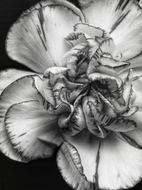 Organic Gray Carnation Flower Seeds for Planting – Heirloom, Non-GMO