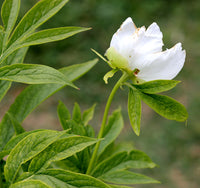 Himalayan Peony