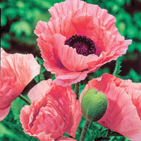 Mrs Perry Oriental Poppy
