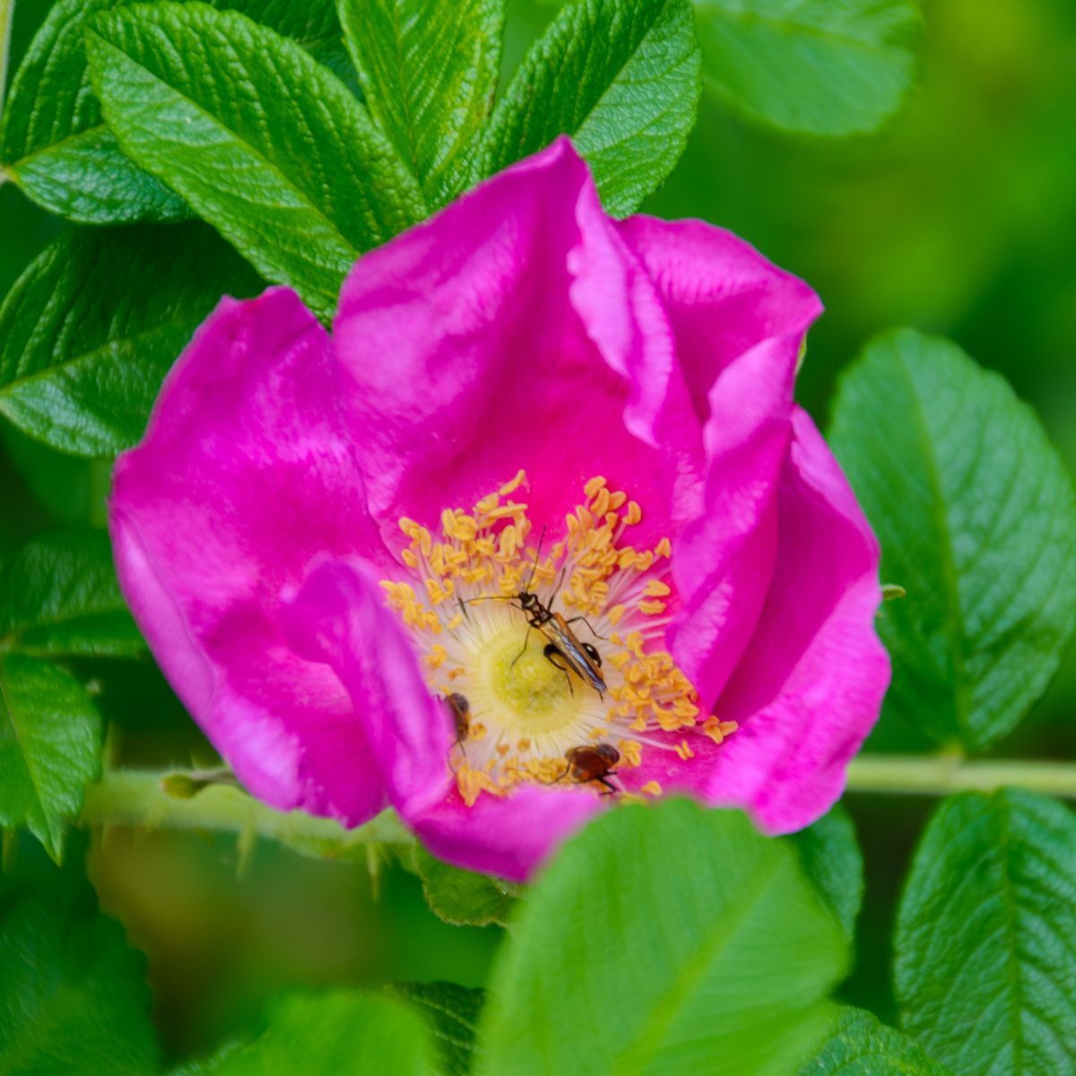 Rose- Rugosa Scabrosa