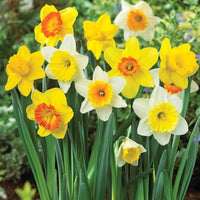 Giant Daffodils For Naturalizing Seeds