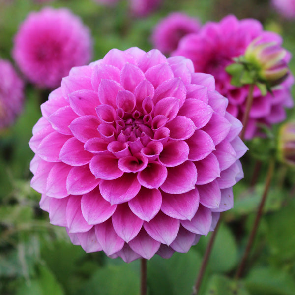 Dahlia- Pink Show (Tuber)