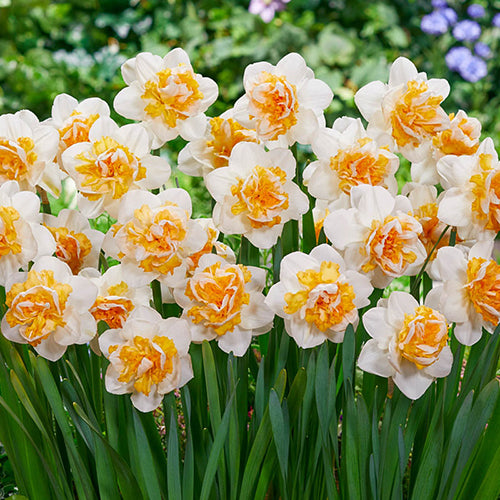 Peach Prince Daffodil Seeds