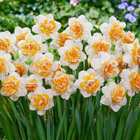 Peach Prince Daffodil Seeds