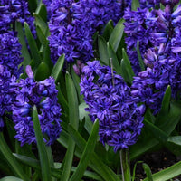 Royal Navy Double Hyacinth Seeds