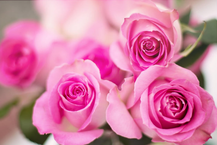 Romantic Pink Rose Heirloom Non-GMO Seeds for Planting