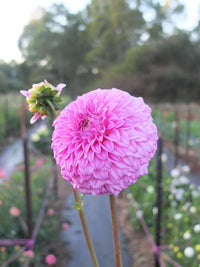 Dahlia- Bracken Sequel (Tuber)