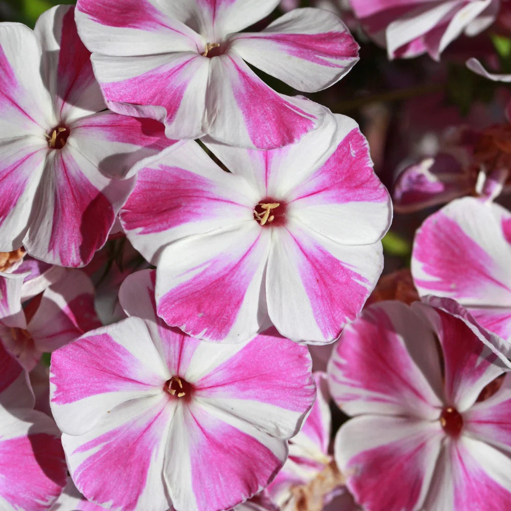 Candy Crush Bambini Phlox