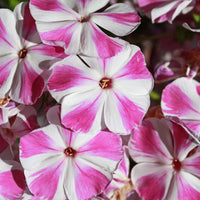 Candy Crush Bambini Phlox