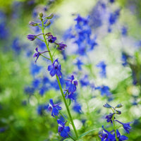 Larkspur- Blue Cloud