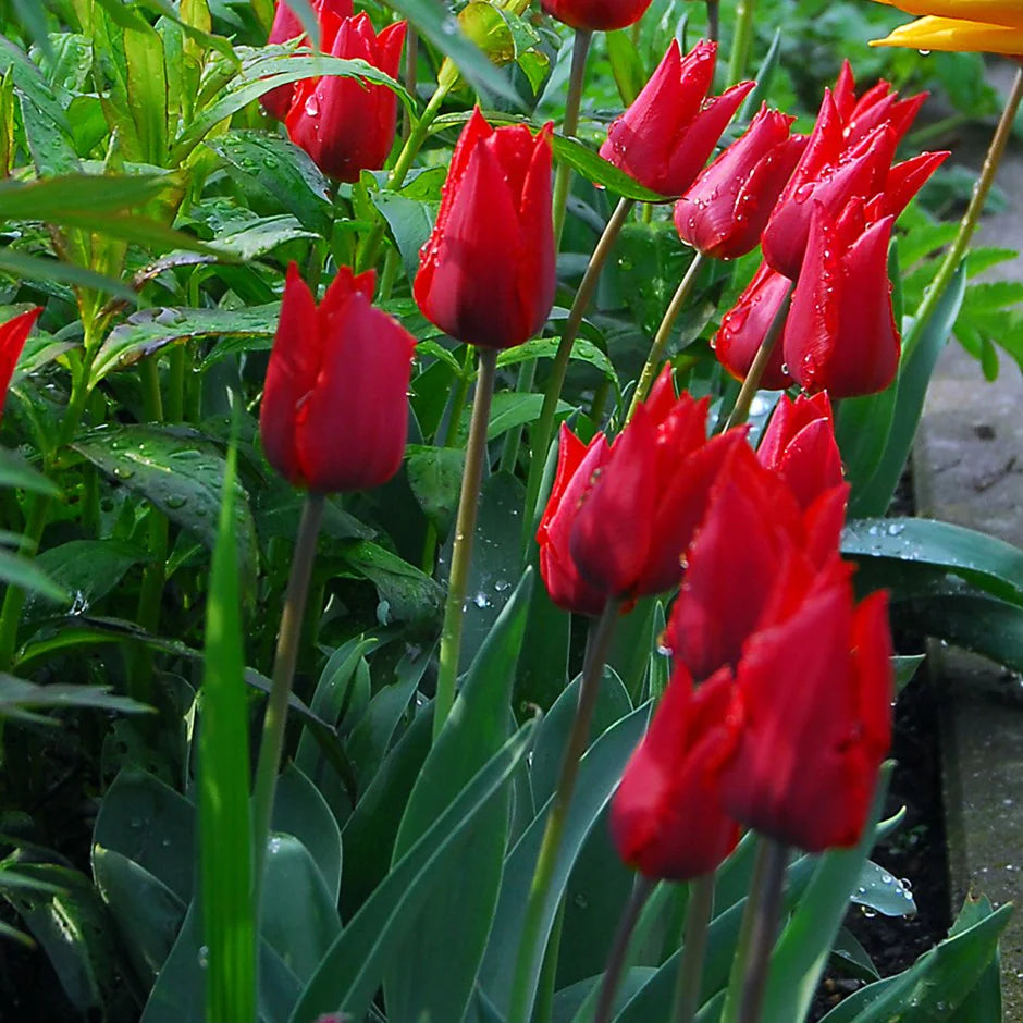 Escape Tulip Super Sak Seeds