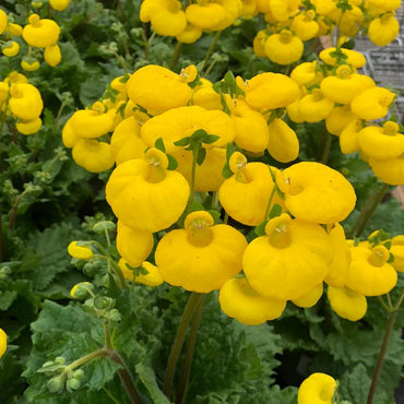 Calceolaria Plant Seeds for Planting - 100 pcs