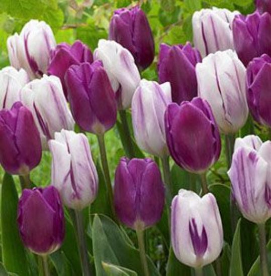 Purple Majesty Tulip Duet Seeds
