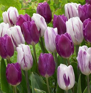 Purple Majesty Tulip Duet Seeds