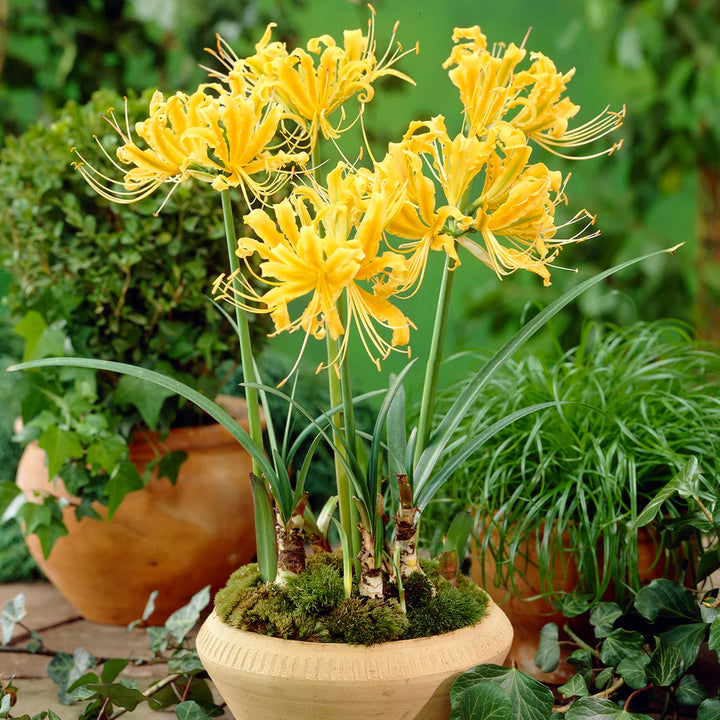 Lycoris Radiata Flower Seeds – Heirloom Non-GMO Spider Lily Seeds for Striking Garden Displays