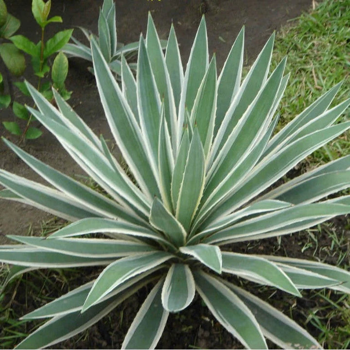 Green Agave Angustifolia Plant Seeds – Heirloom Non-GMO Succulent Seeds for Drought-Tolerant Gardens