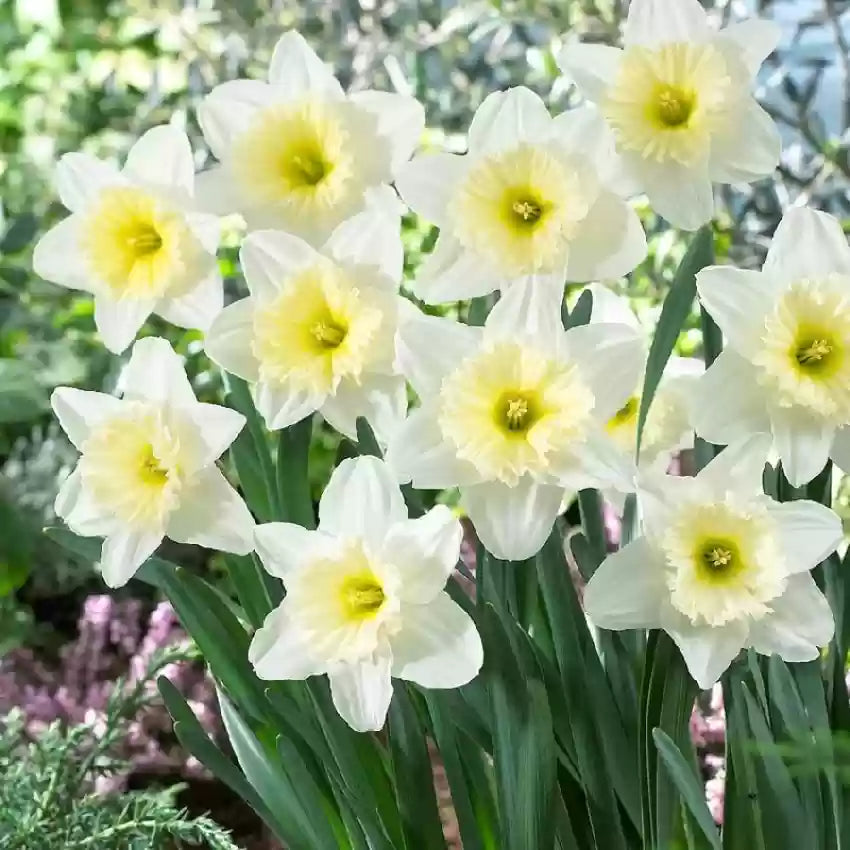 Ice Follies Daffodil Seeds