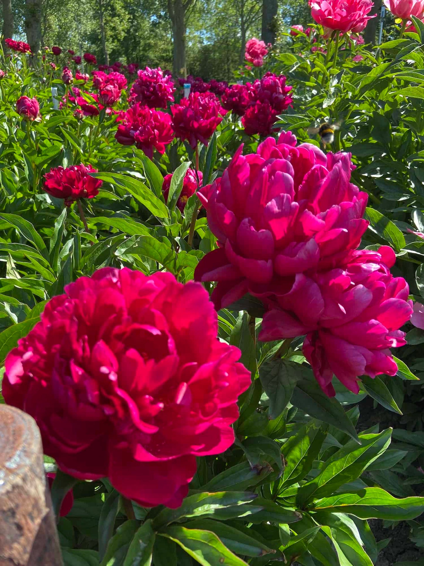 Peter Brand Peony