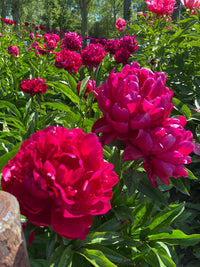 Peter Brand Peony